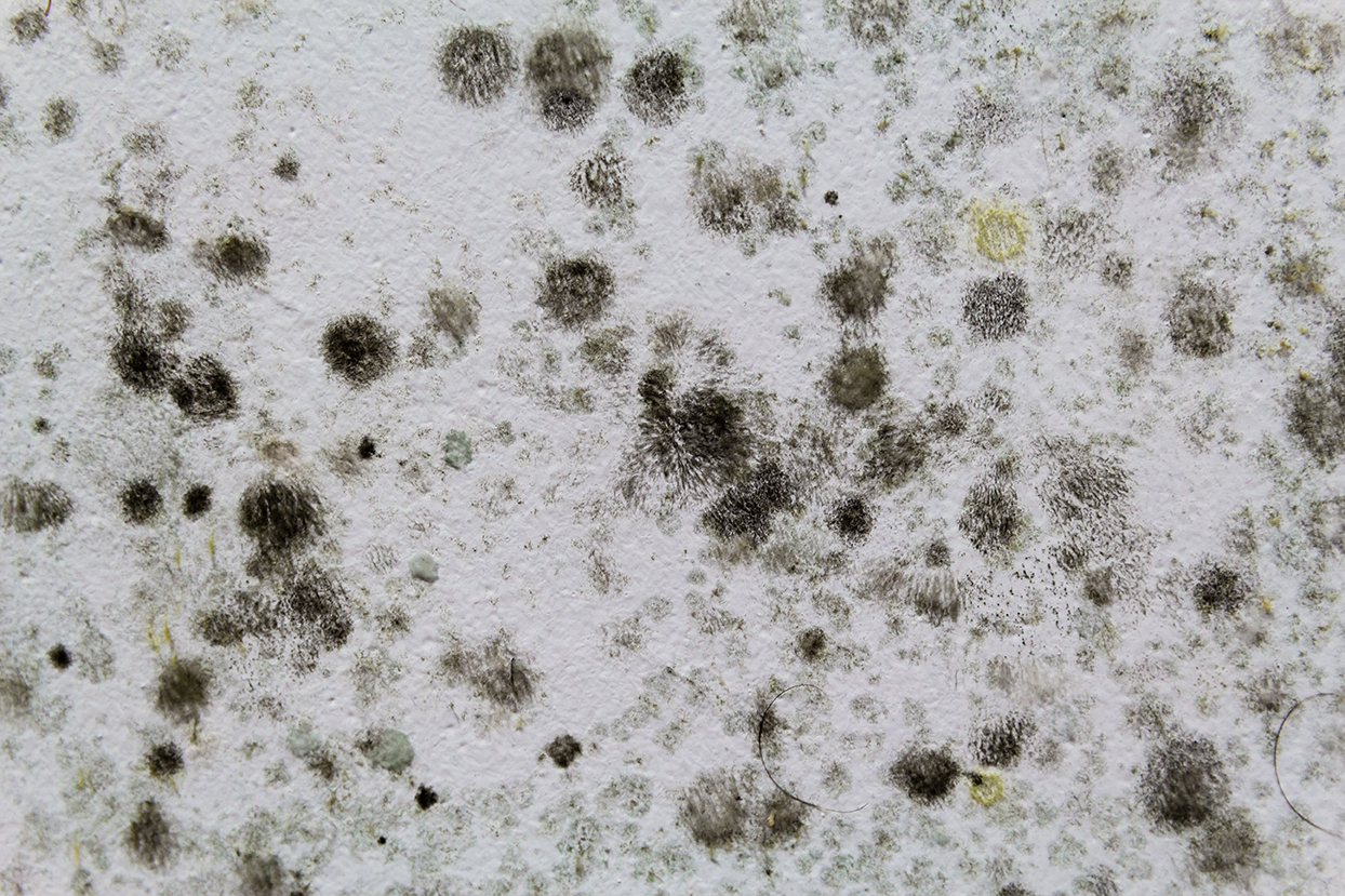 New guidance on tackling damp and mould